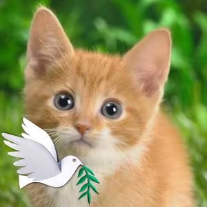 Meet your Posher, Hassan